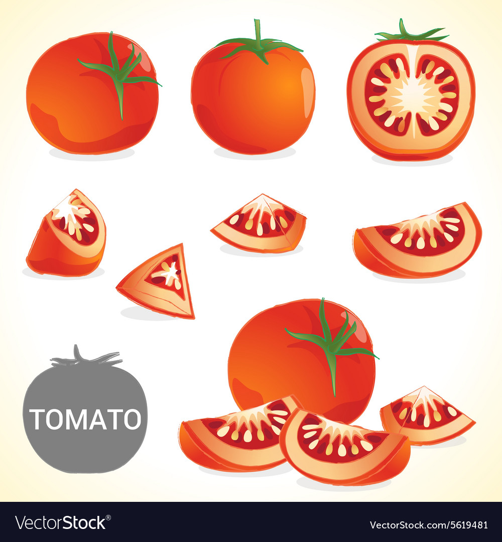 Set of tomato in various styles and format