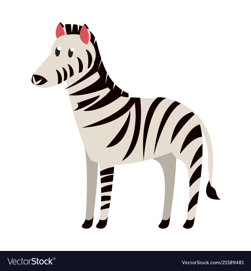 Zebra wild animal