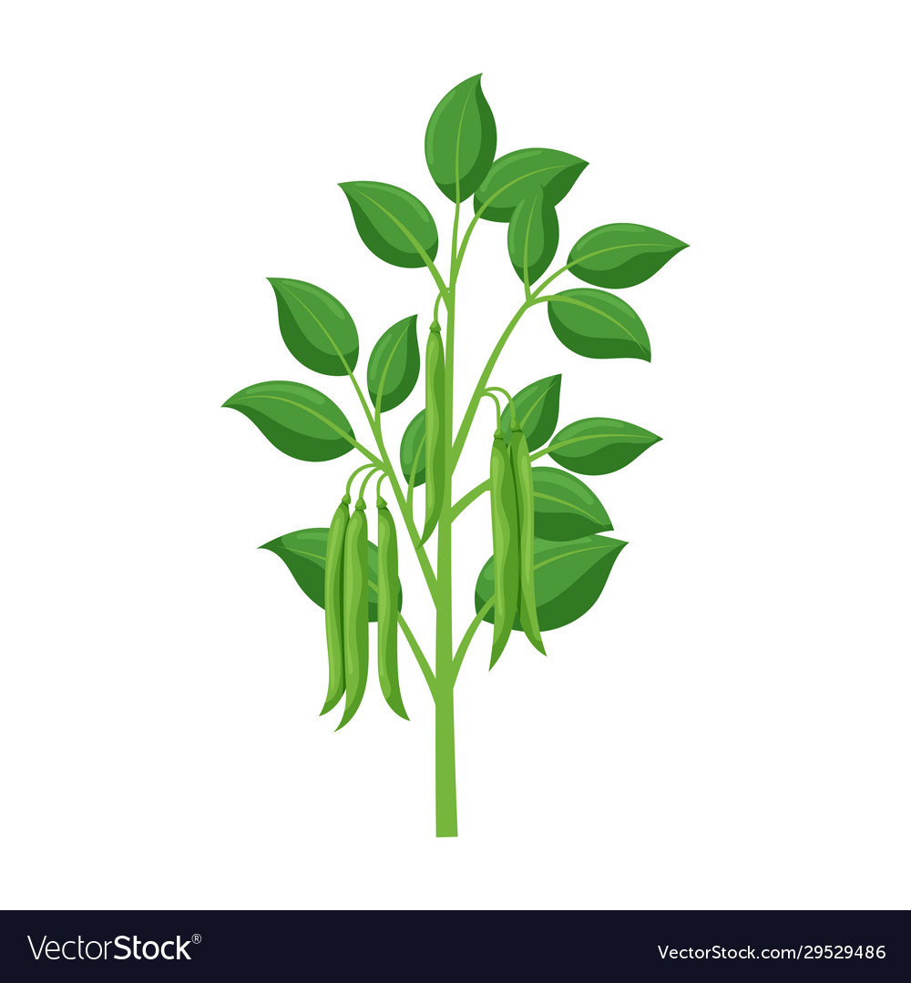 Bean Plant Icon - Cartoon Style