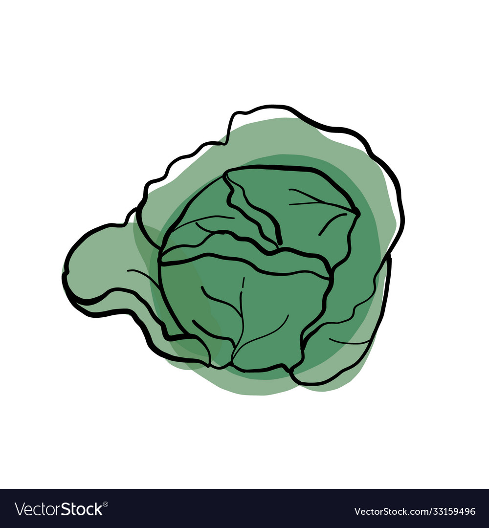 Cabbage icon in flat style isolated object Vector Image Cabbage icon in flat style isolated object