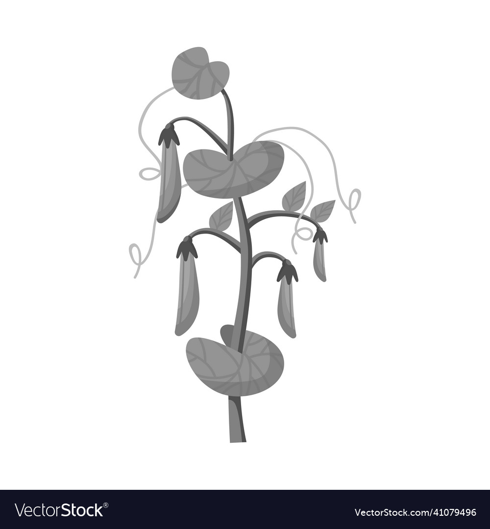 Isolated object of bush and peas icon web element
