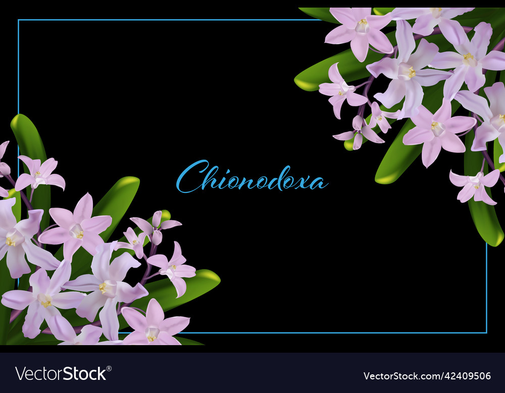 Bouquet of realistic pink chionodox flowers