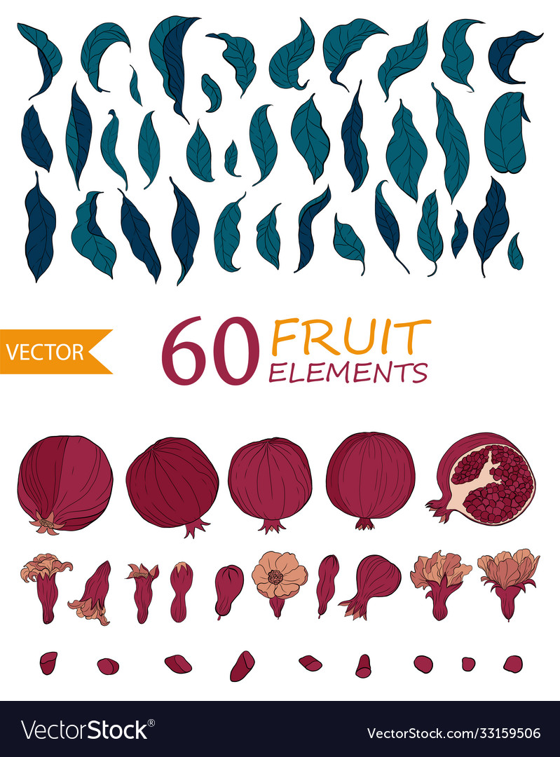 Set 60 pomegranate elements flowers seeds