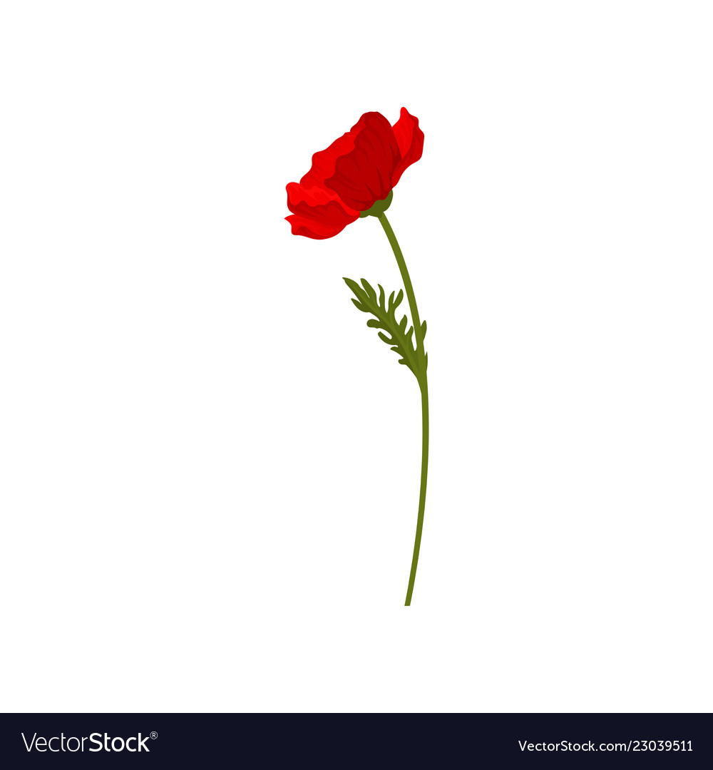 Red poppy flower floral design element