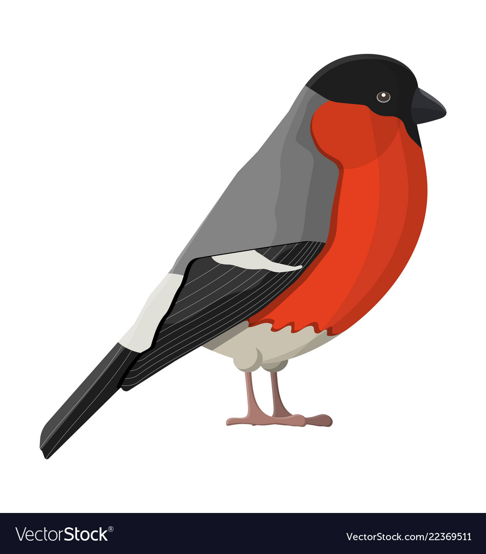 Winter Bullfinch Bird