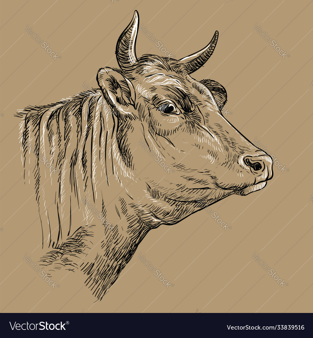 Head cow hand drawing brown