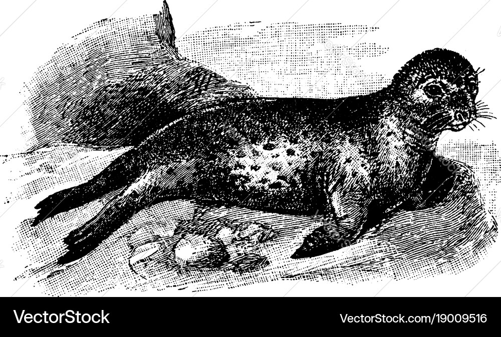 Leopard seal vintage Royalty Free Vector Image