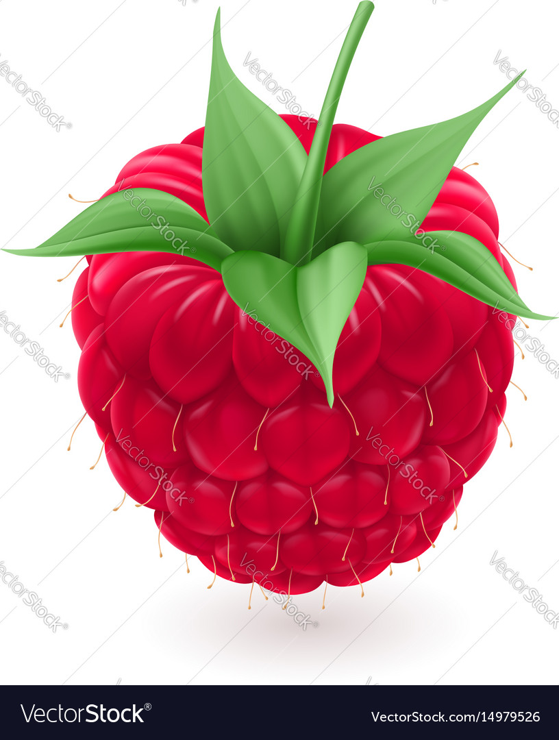 Red raspberries on white background for design