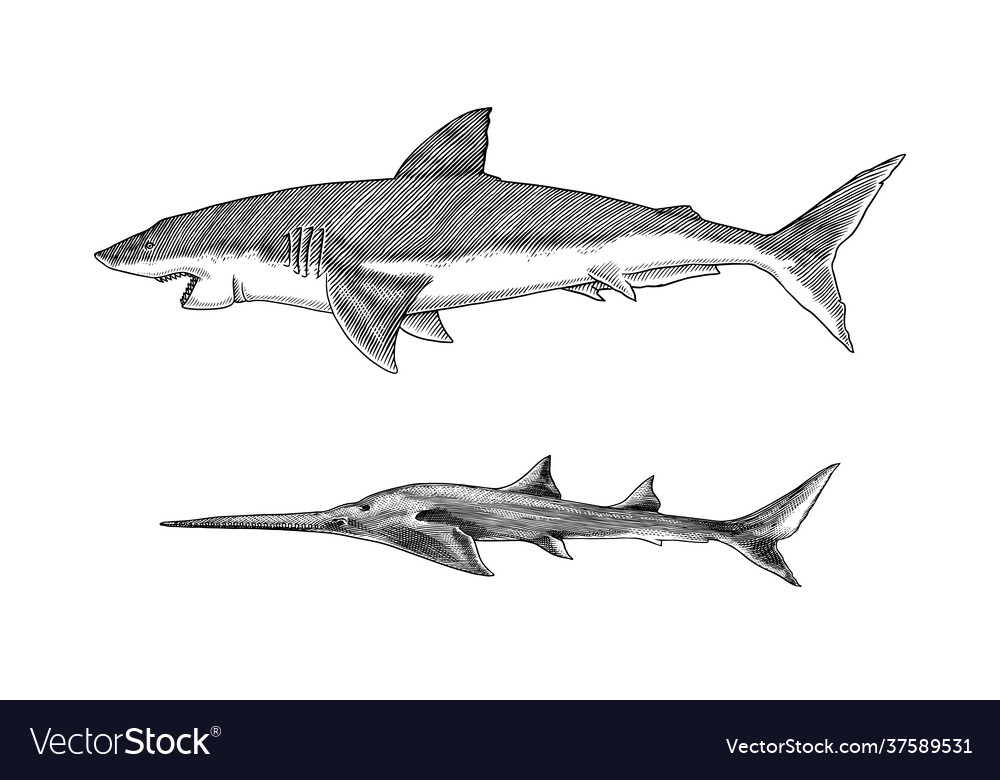 Great white shark or mackerel shark and sixgill Vector Image