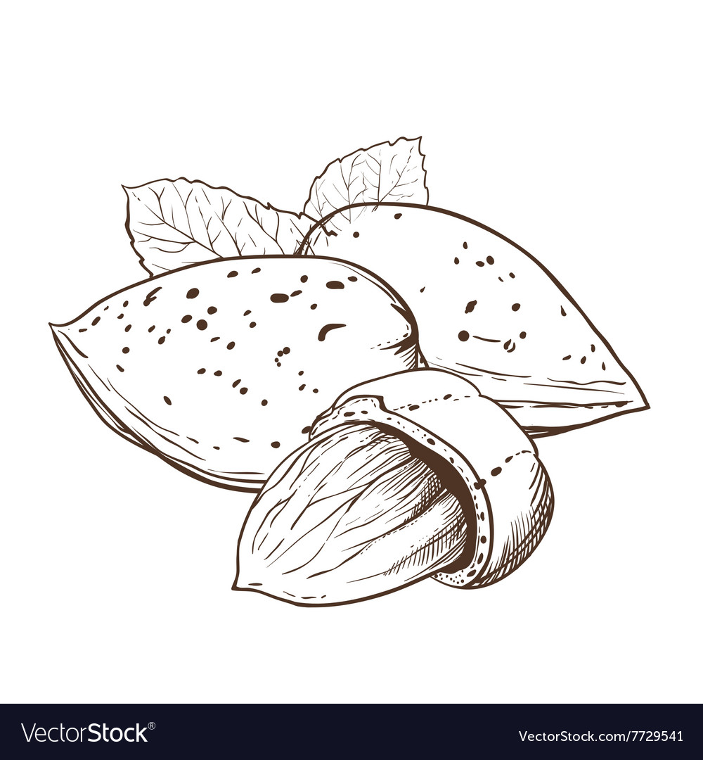 Almond ClipArt Black And White