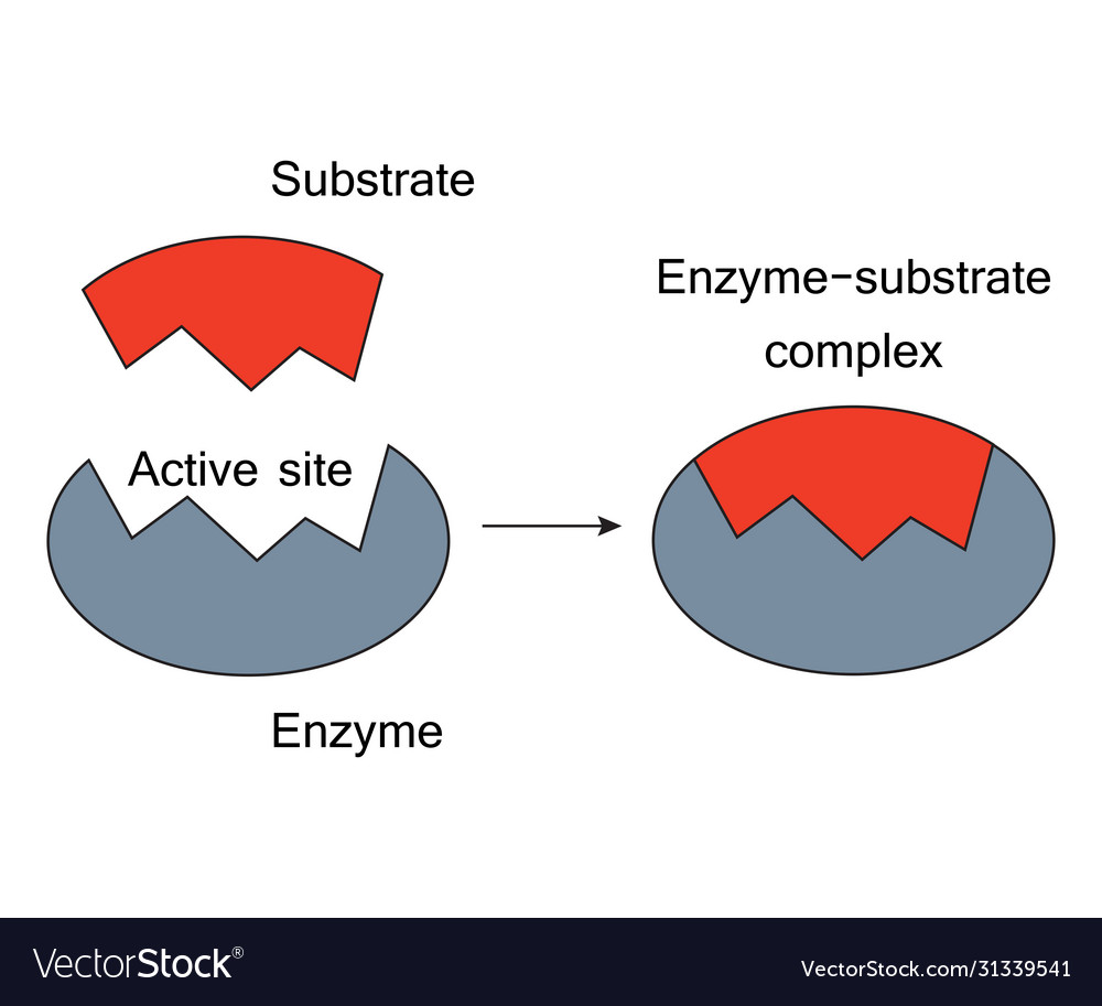 What is the lock and key model of enzymes?