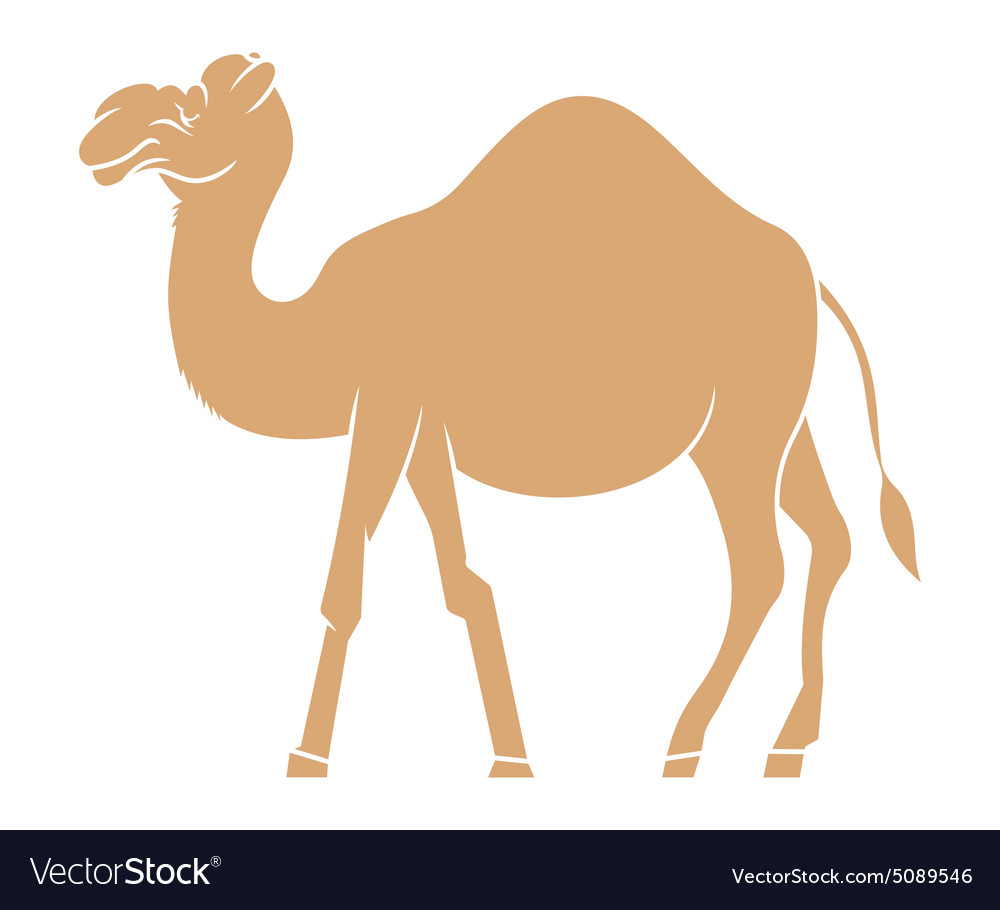 Camel