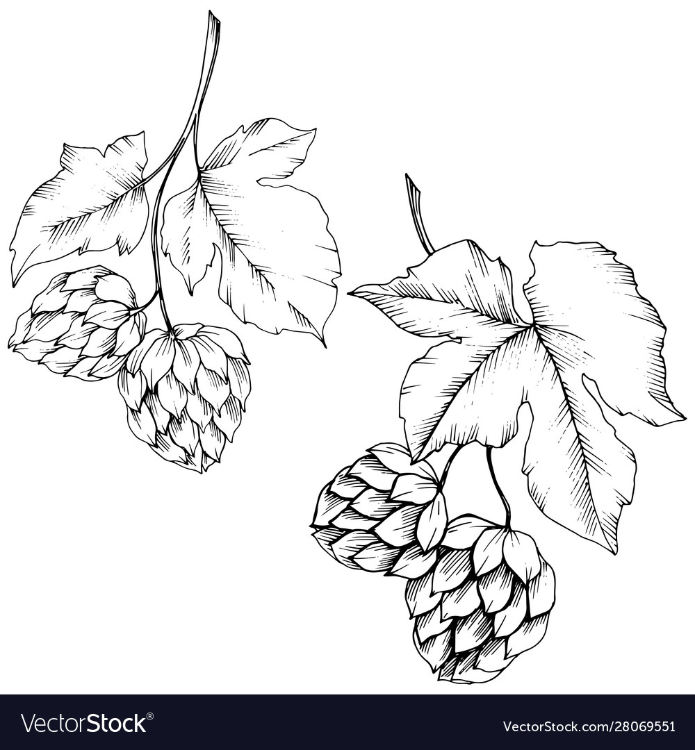 Black and white engraved humulus ink art Vector Image