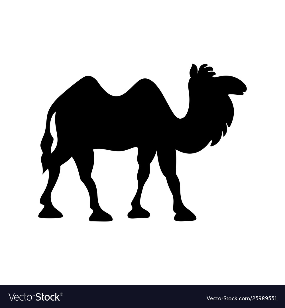 Cartoon Bactrian Camel Royalty Free Vector Image Cartoon Bactrian Camel Royalty Free Vector Image