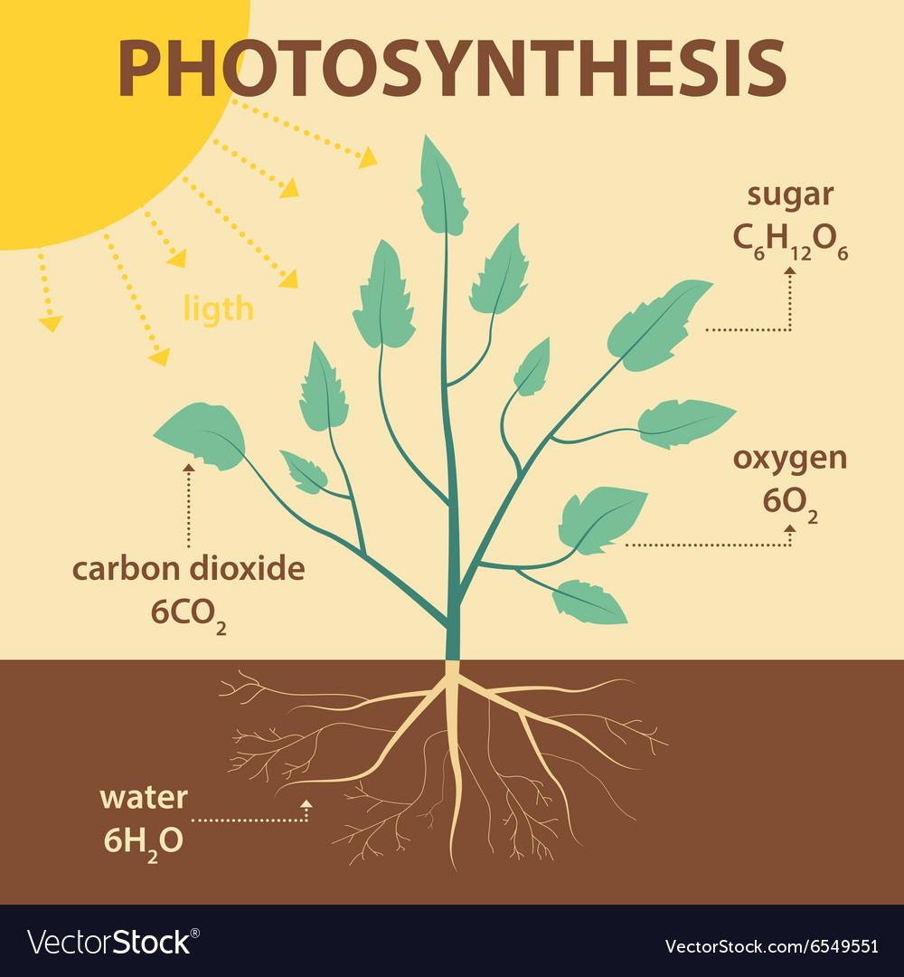 Schematic diagram photosynthesis plant Royalty Free Vector