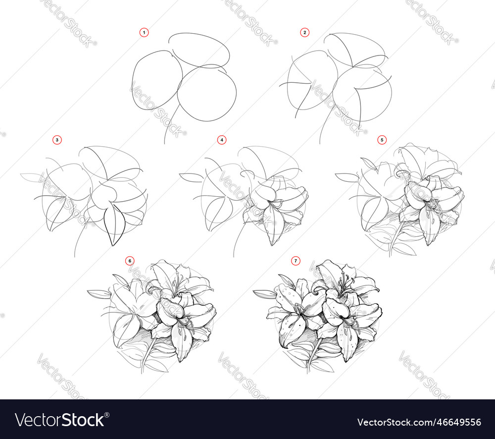 Page shows how to learn draw sketch the lilies vector image Page shows how to learn draw sketch the lilies