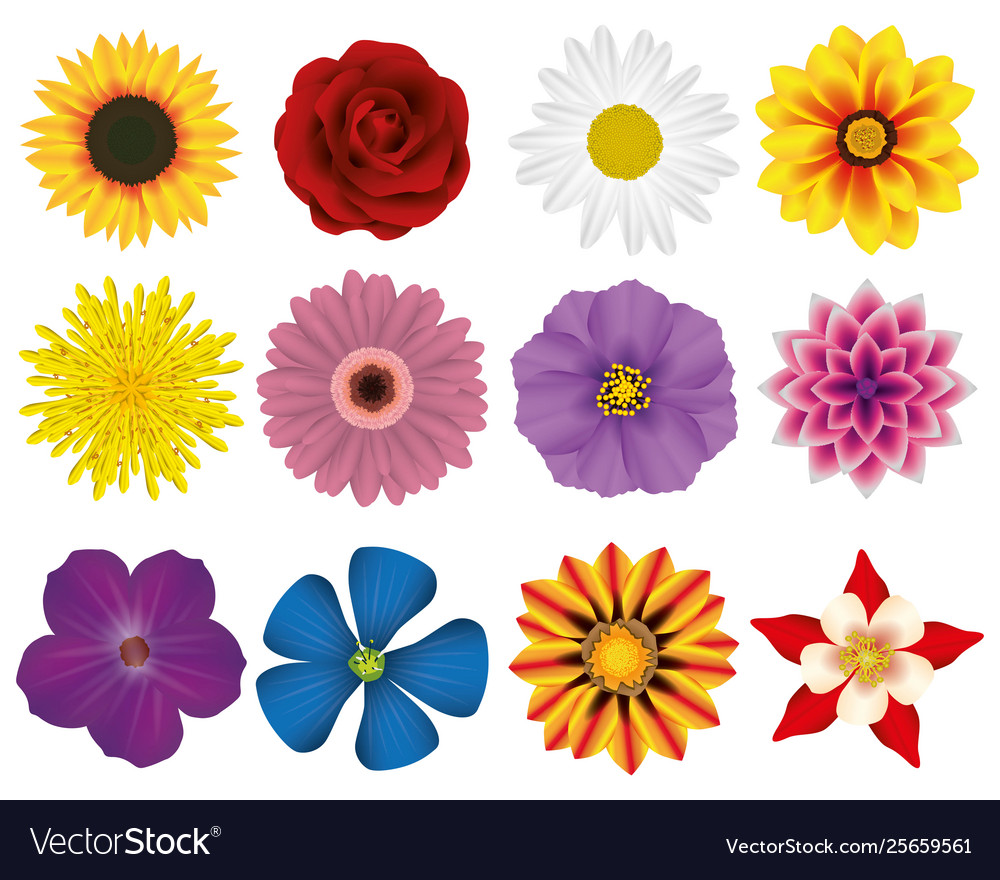 Graphic set flowers Royalty Free Vector Image - VectorStock