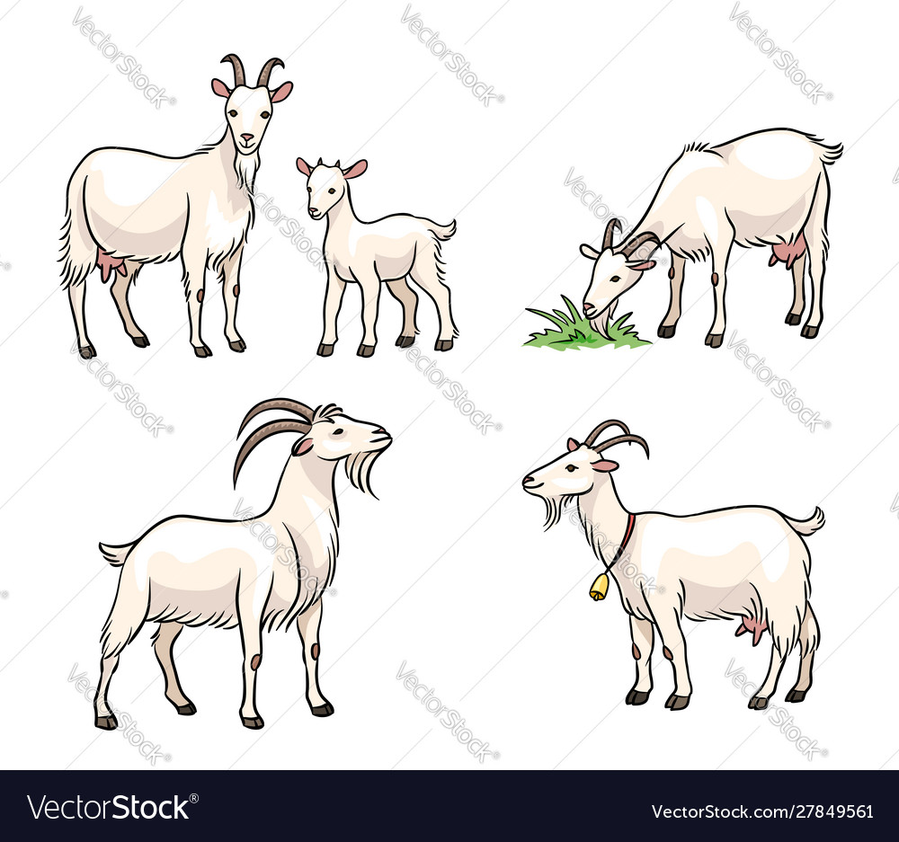 Set white goats Royalty Free Vector Image - VectorStock