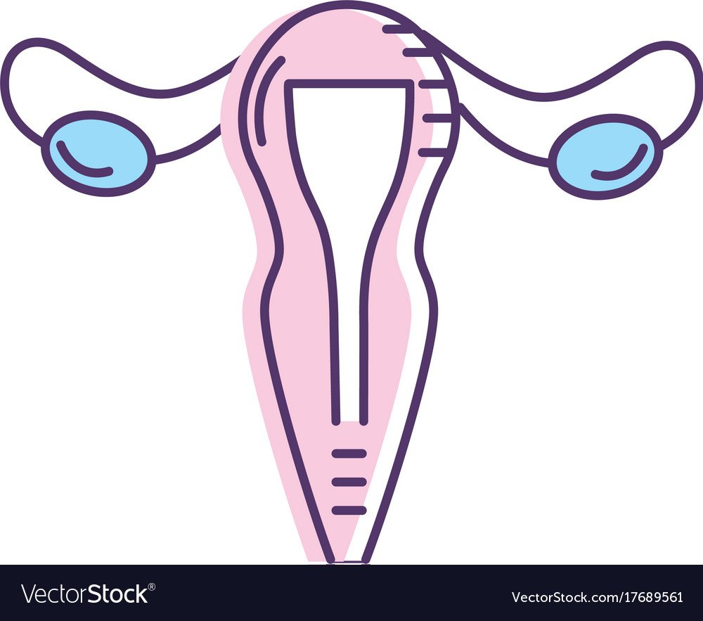 Uterus fallopian tubes anatomy female