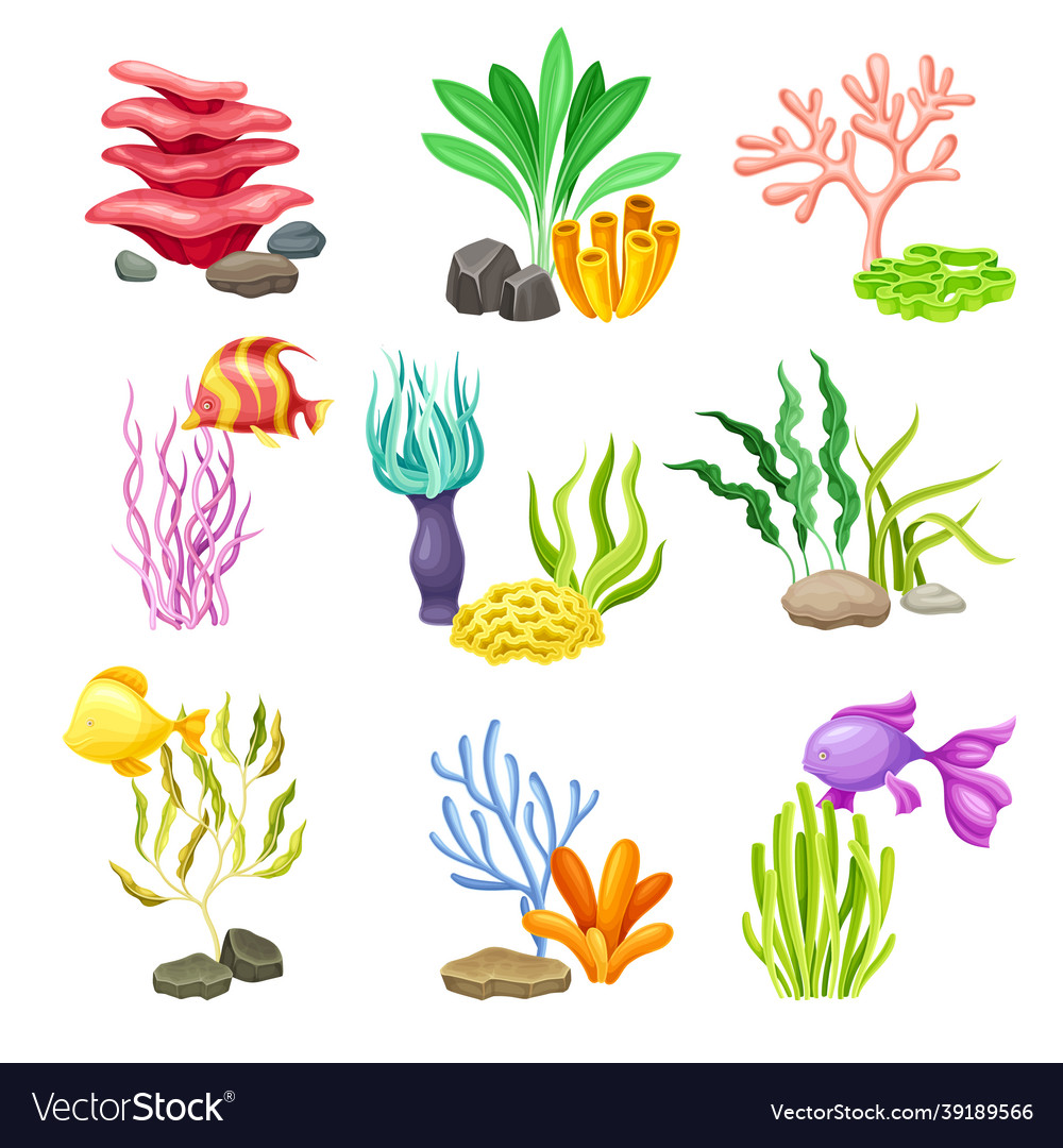 Sea coral and algae growing on the ocean bottom Vector Image