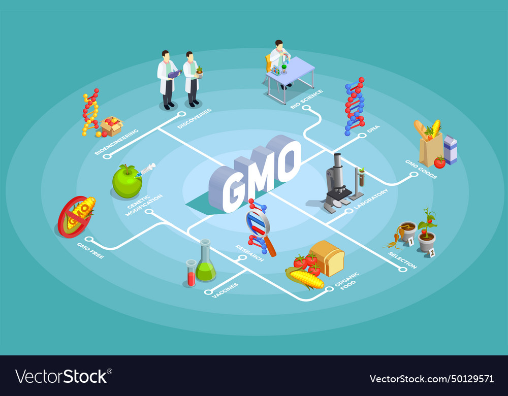 Genetically modified organisms isometric flowchart Vector Image Genetically modified organisms isometric flowchart
