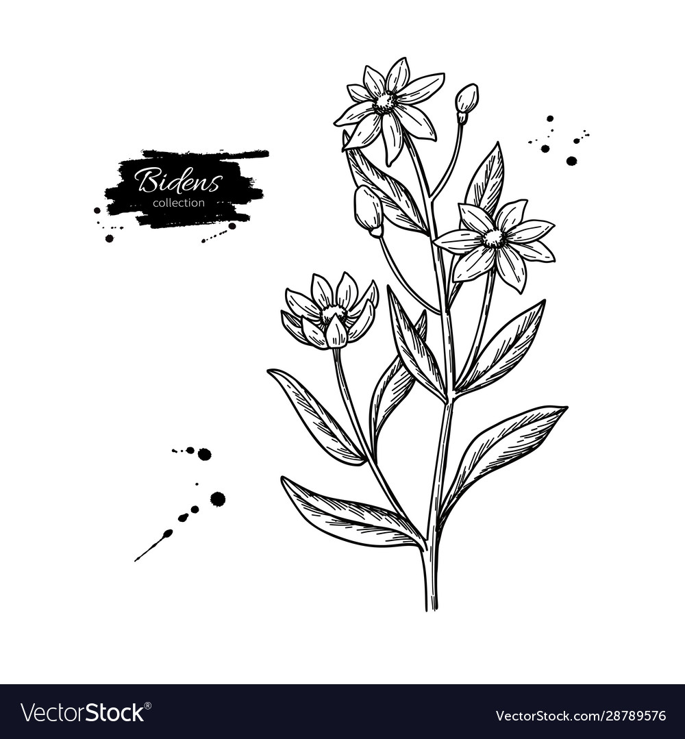 Bidens drawing isolated apache beggarticks Vector Image