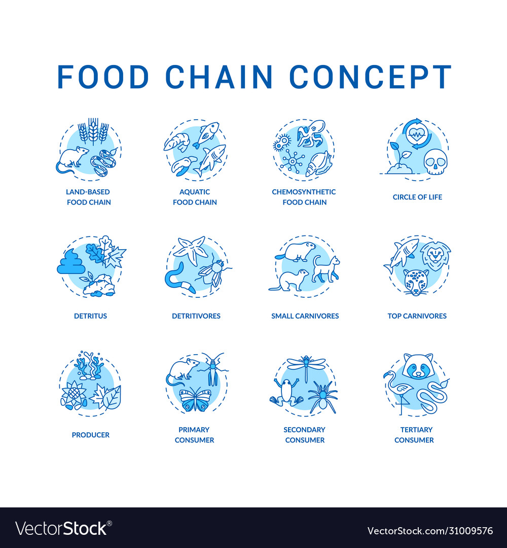 Lebensmittelketten-Konzept-Icons setzen primär sekundär