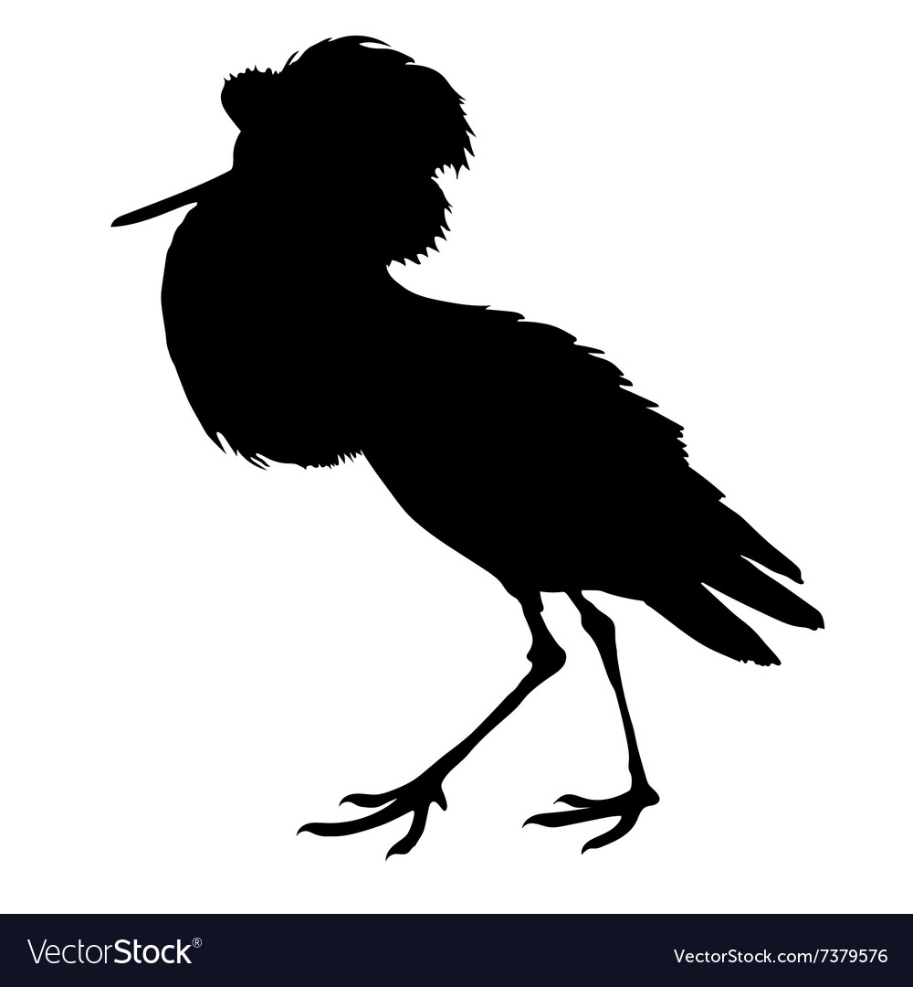 Snipe birds silhouettes