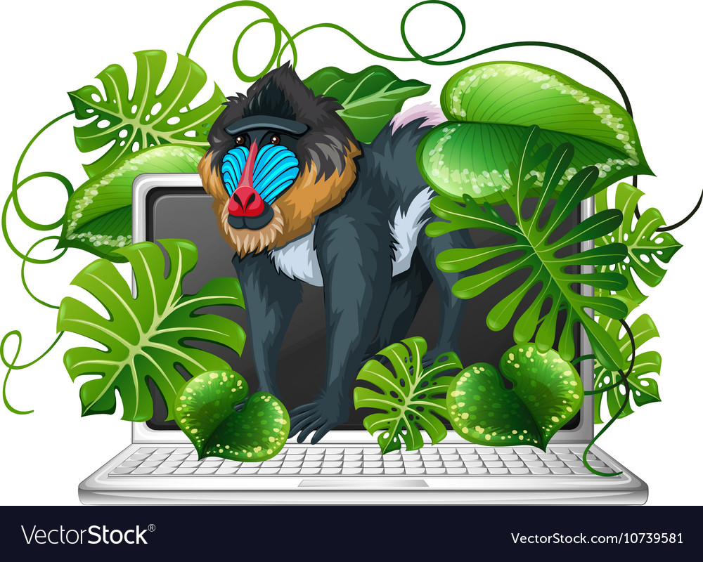 Baboon on computer screen