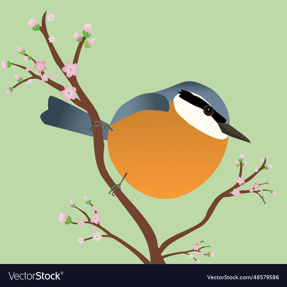 Egg shaped nuthatch Royalty Free Vector Image - VectorStock