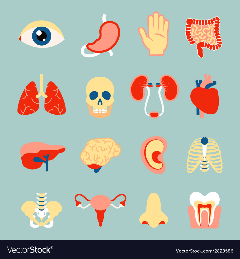 Human organs set Royalty Free Vector Image - VectorStock