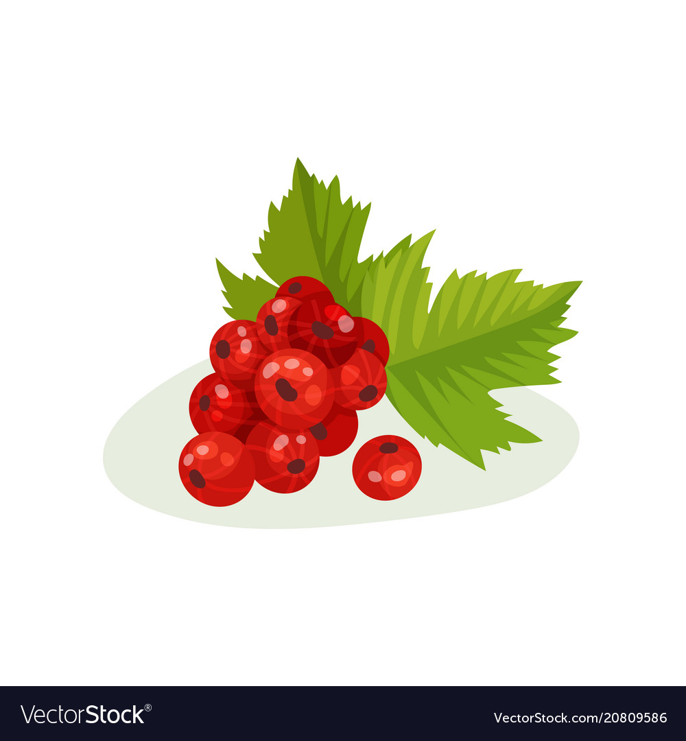 Red currants with green leaves sweet small