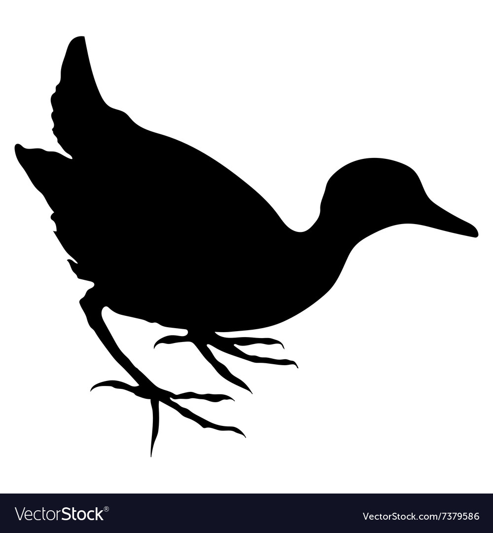 Water hen birds silhouettes