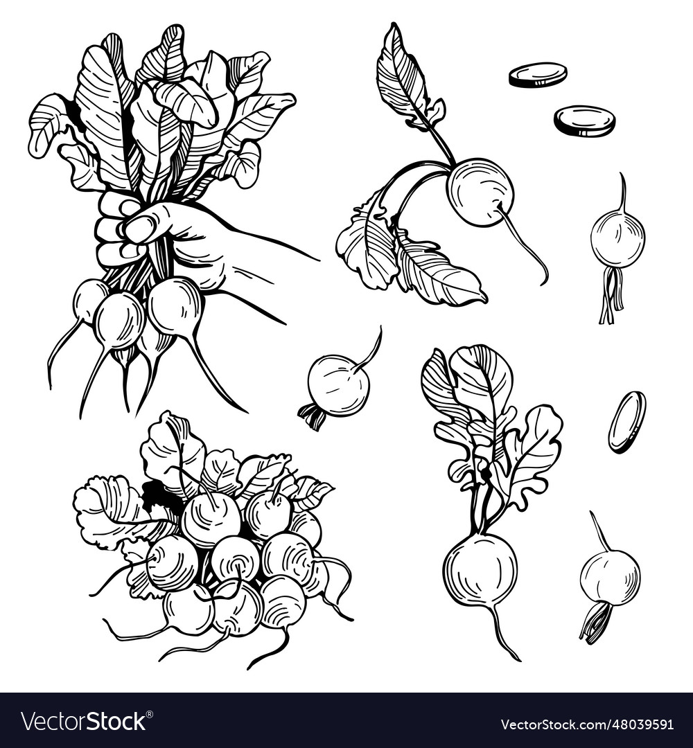 Sketch vegetables