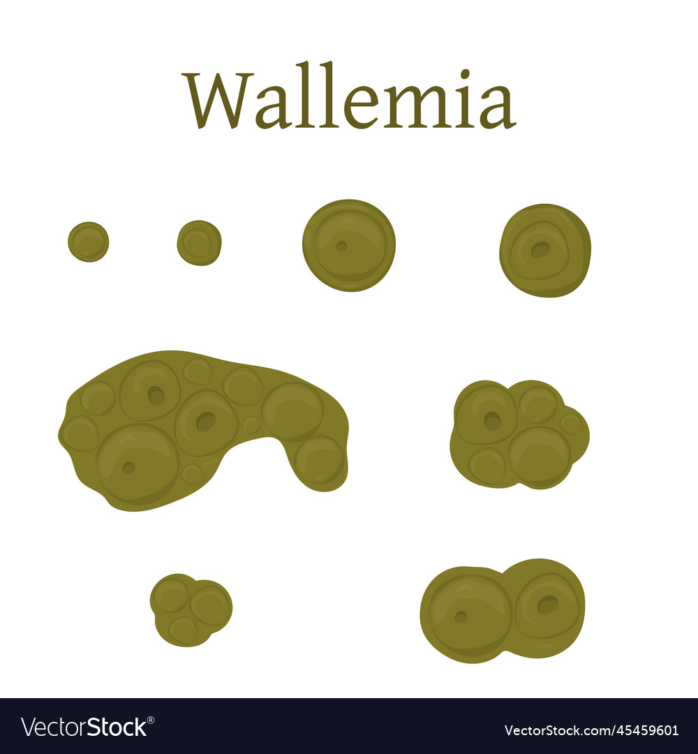 Wallemia mold isolated Royalty Free Vector Image