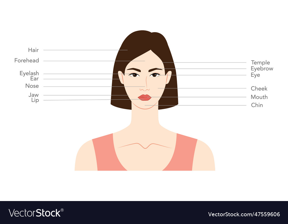 Diagram of woman head with names parts Royalty Free Vector