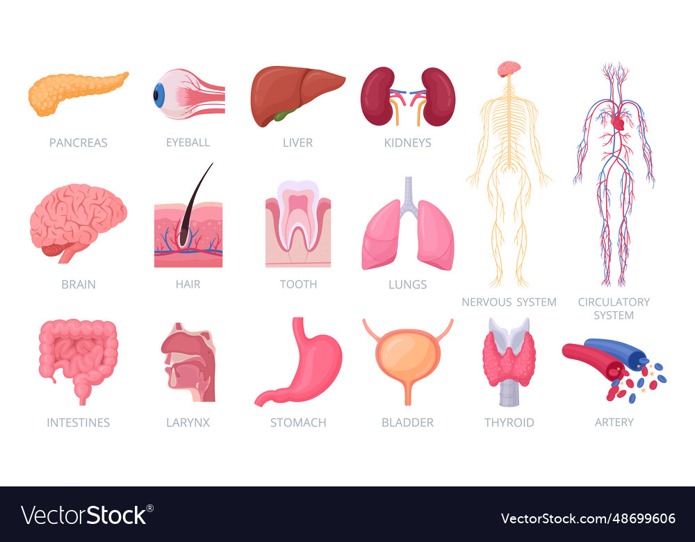 Human organs internal and external anatomy Vector Image Biology Diagrams