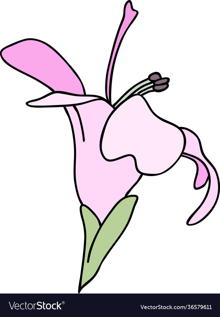 Purple lily flower on white background