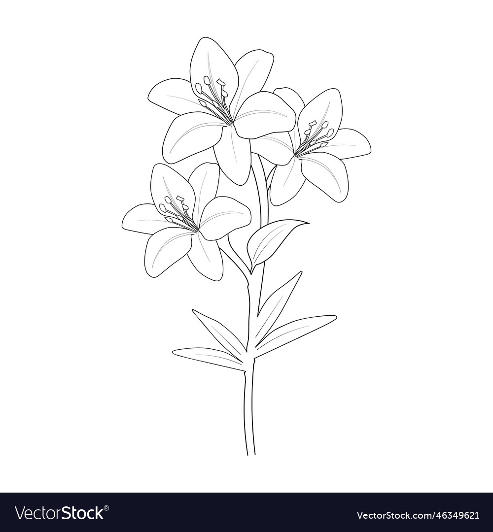 how to draw a realistic lily