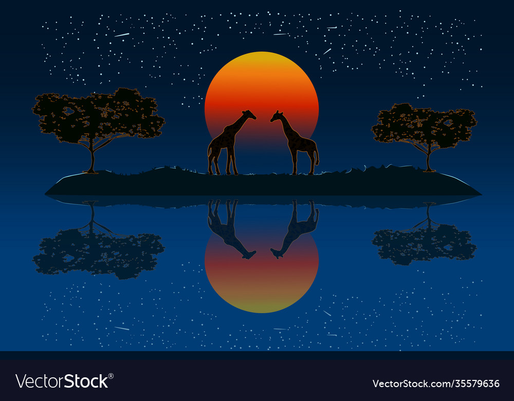 Couple giraffes in african savanna