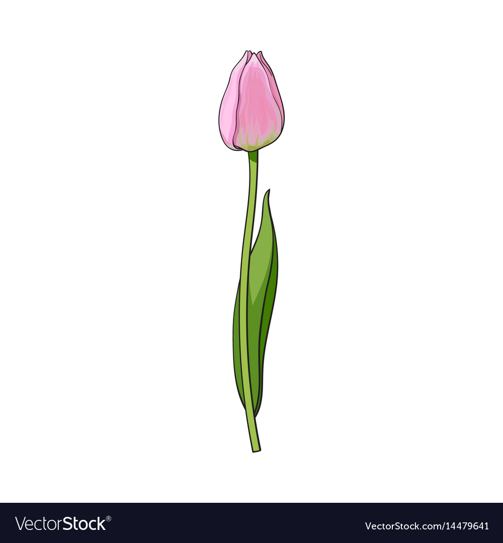 Hand drawn of side view pink tulip flower