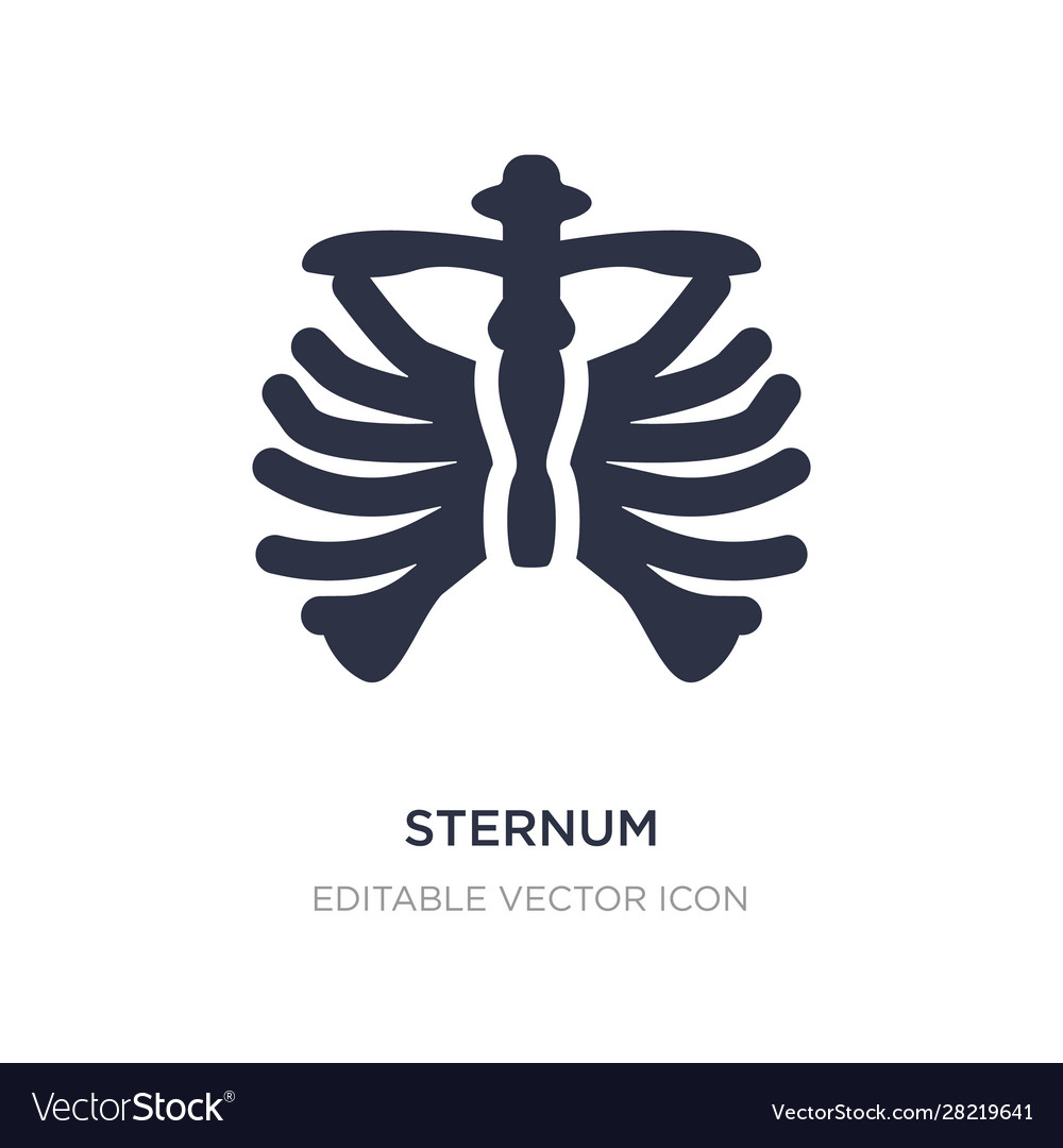 Sternum icon on white background simple element vector image Sternum icon on white background simple element