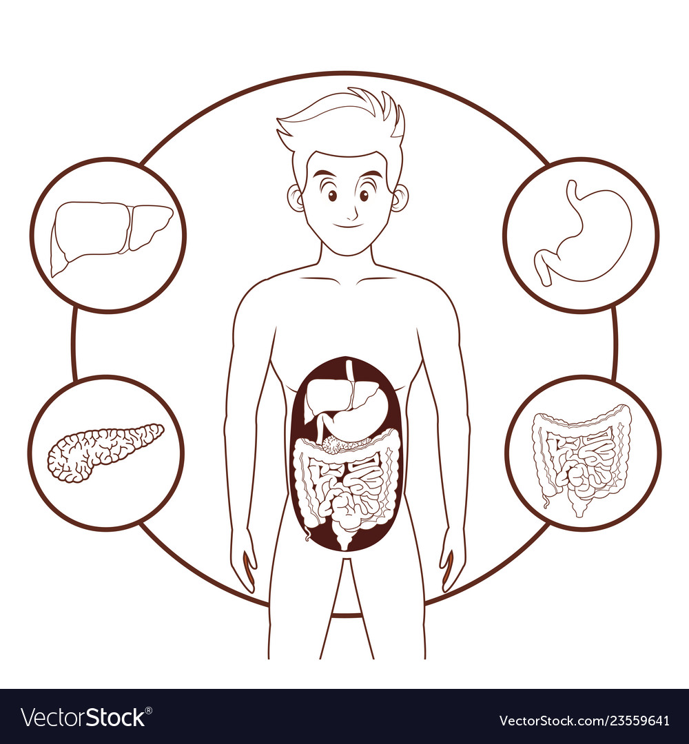 Young human body anatomy