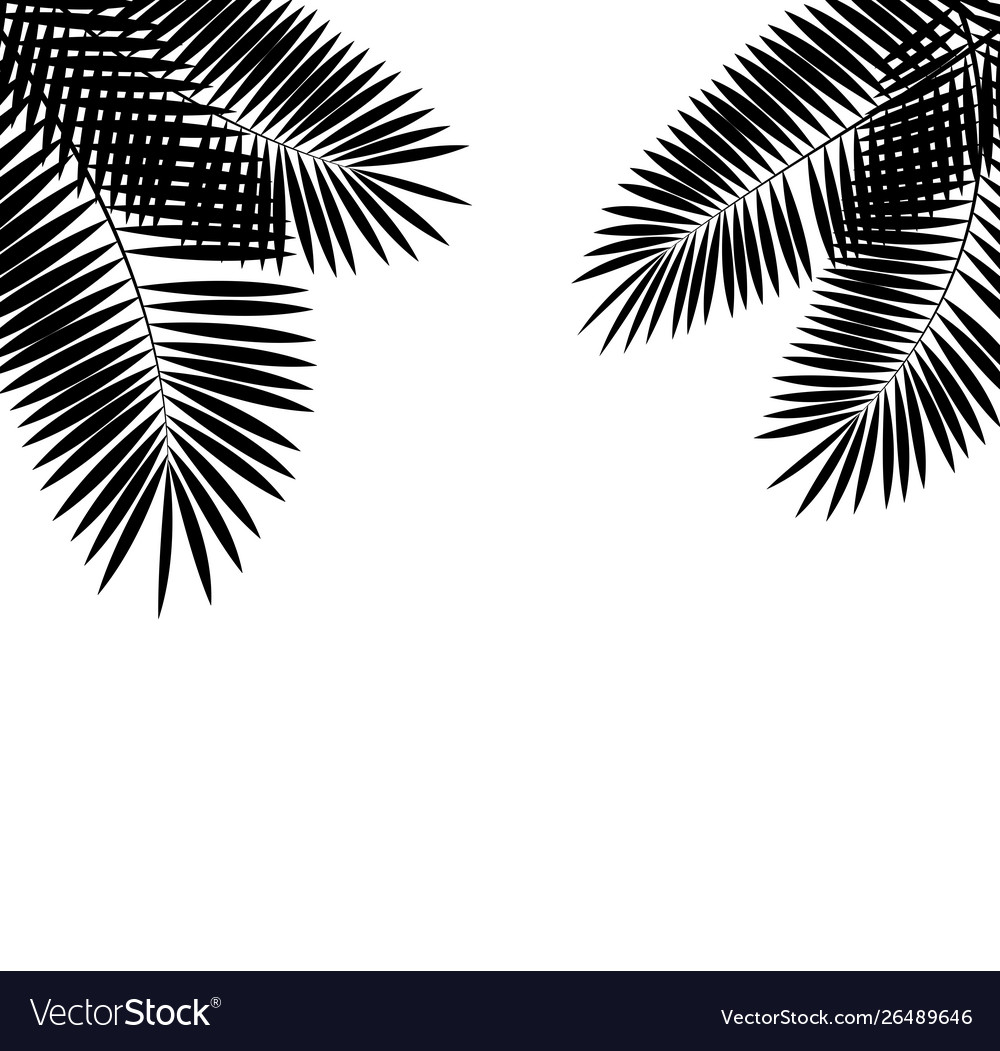 Palm leaf background Royalty Free Vector Image