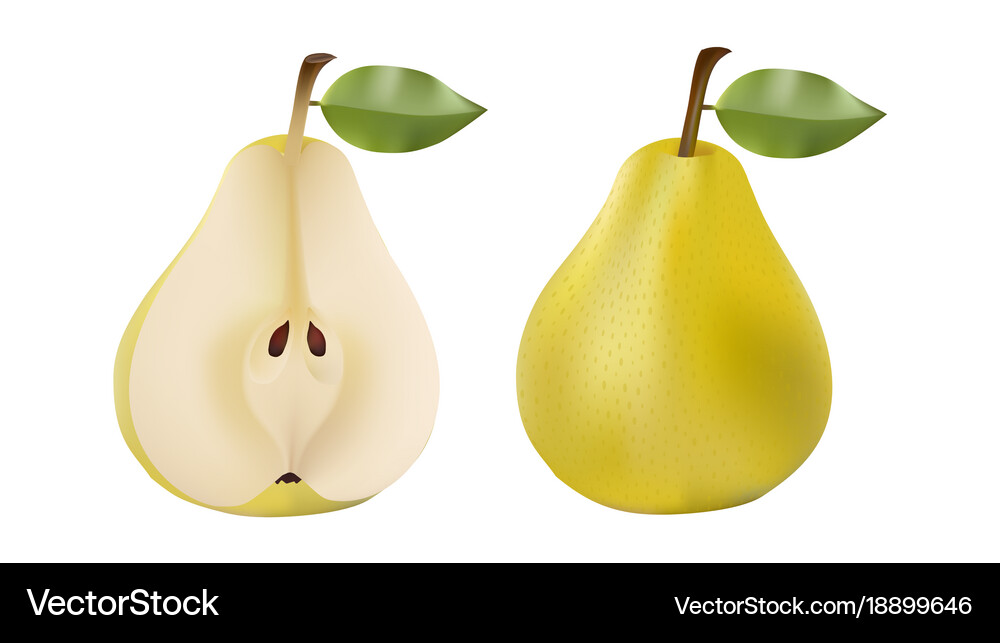 Pears set on white background Royalty Free Vector Image