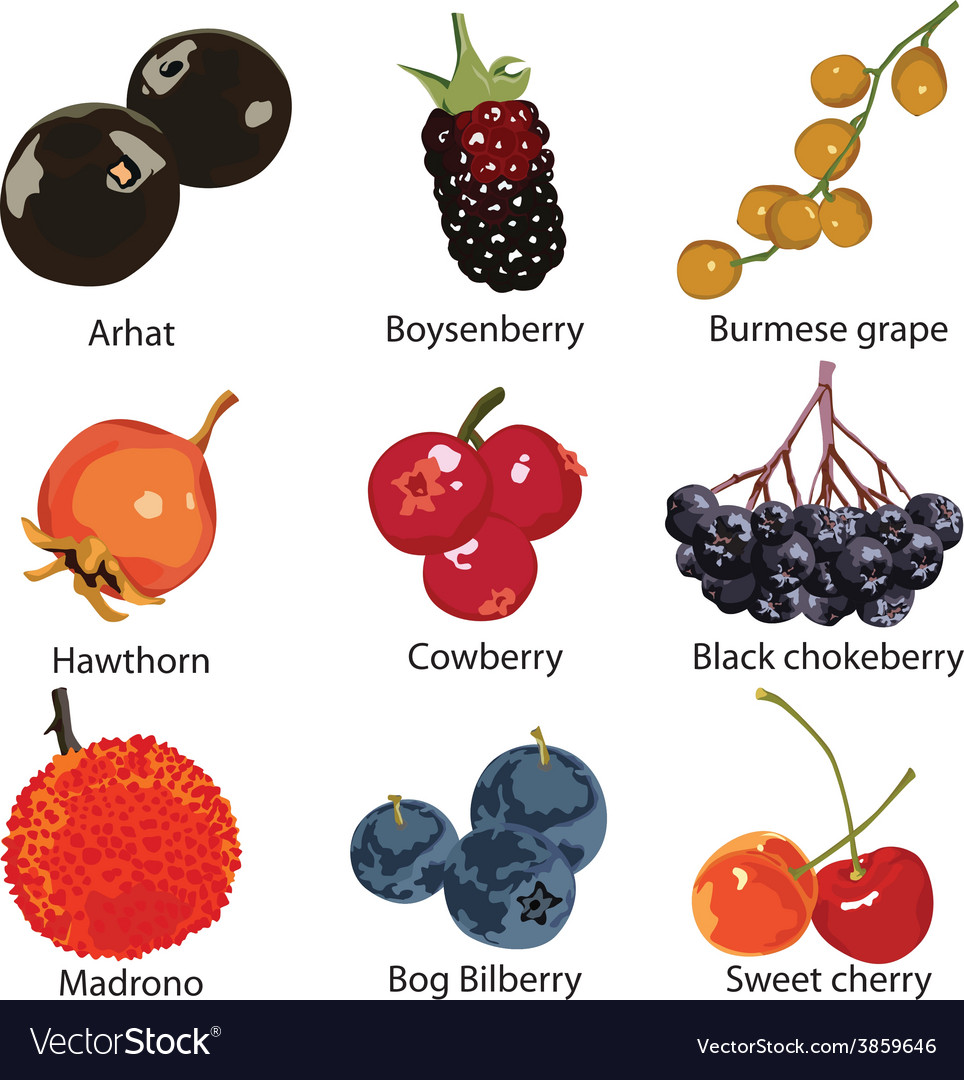 Set of different berries Royalty Free Vector Image