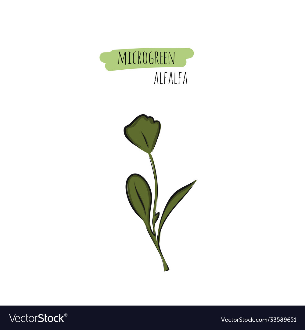 Hand drawn alfalfa micro greens