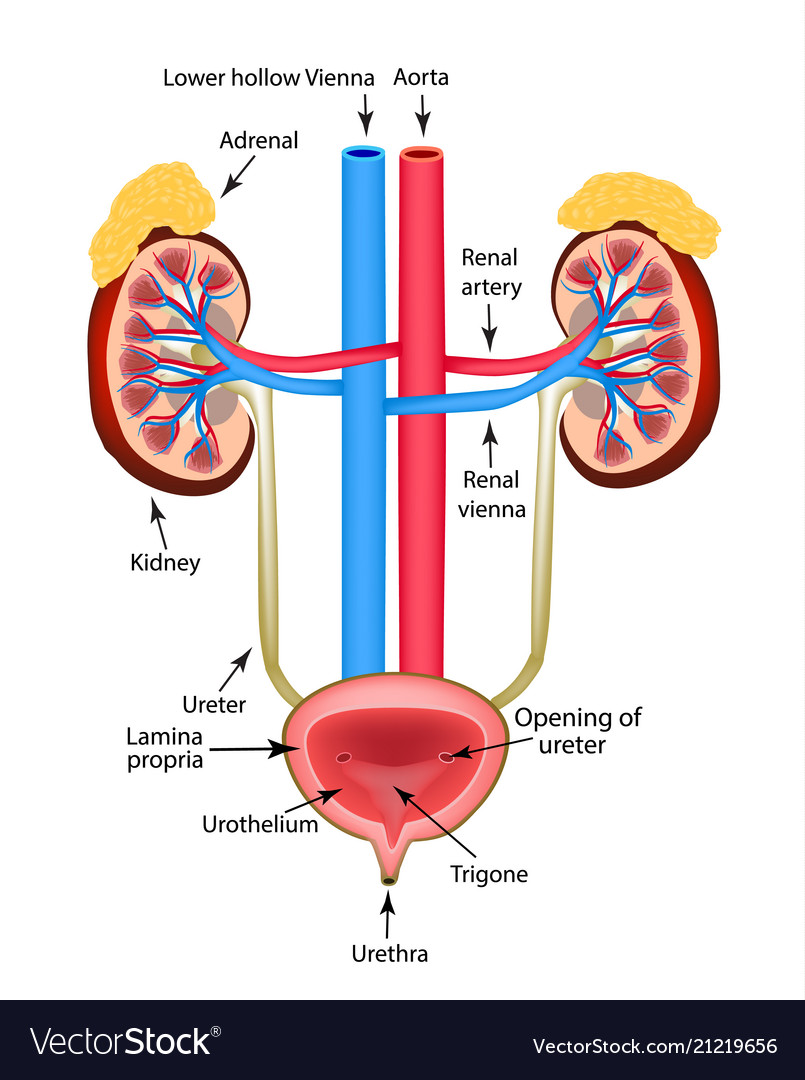 Structure kidneys adrenal gland Royalty Free Vector Image