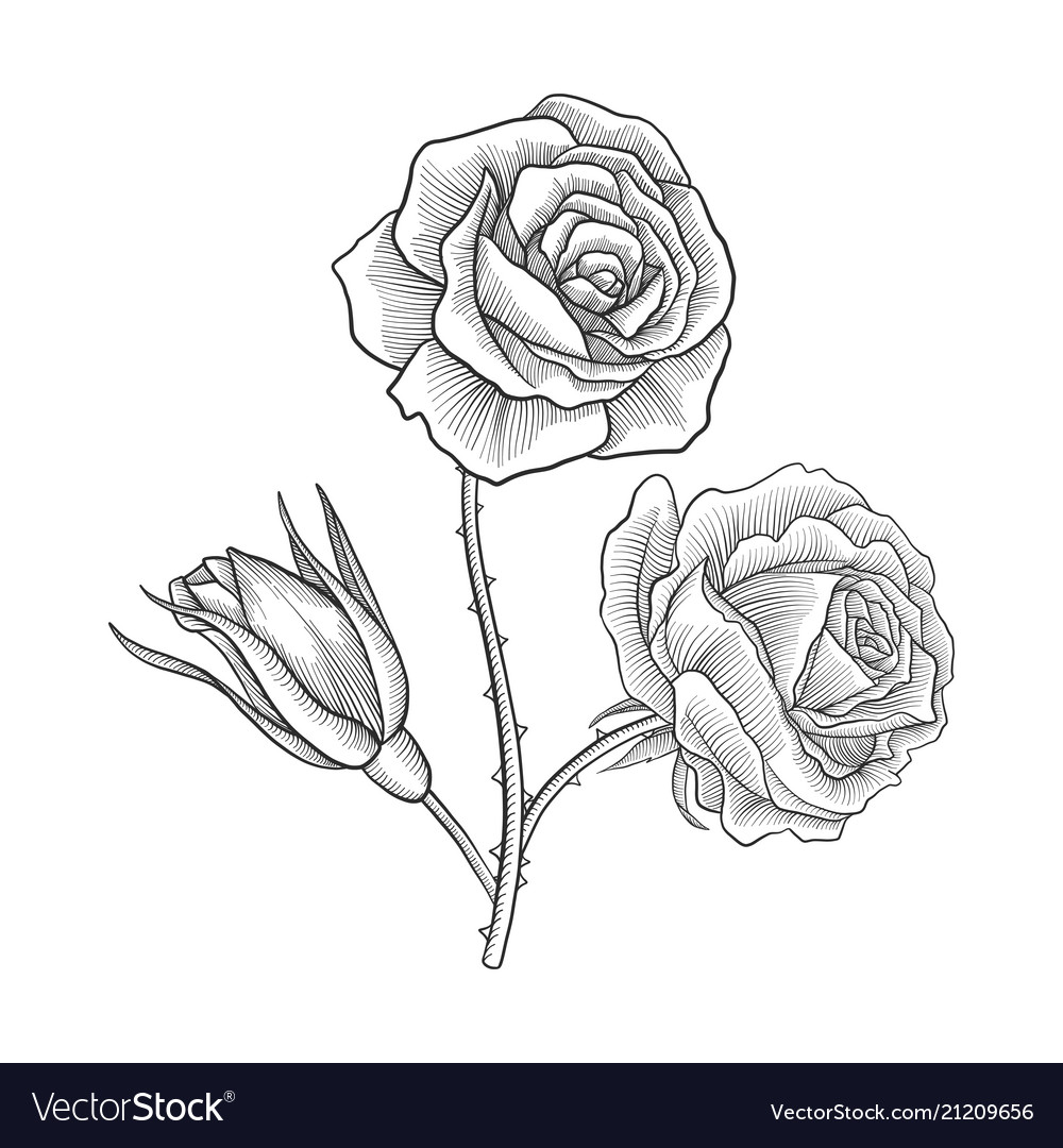 pictures of flowers roses to draw