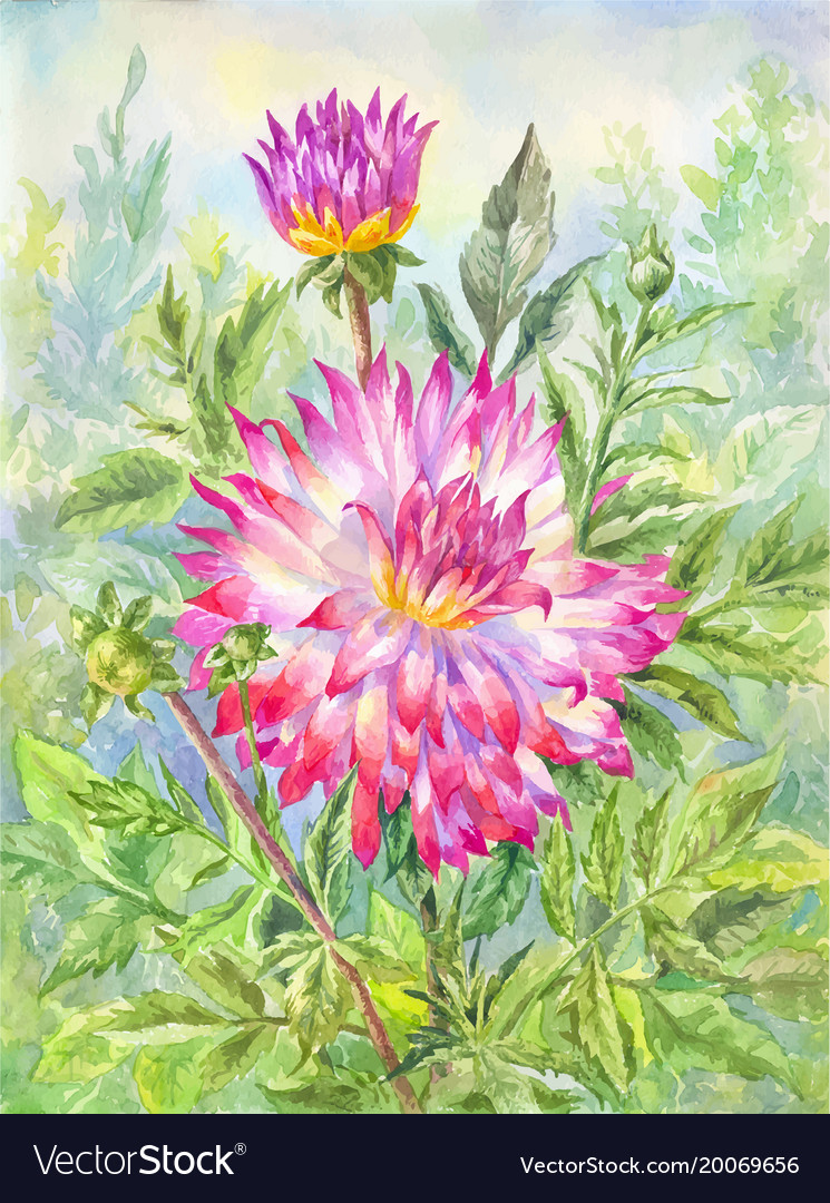 Watercolor dahlia in flowering garden summer Vector Image